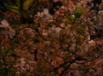 夜桜1