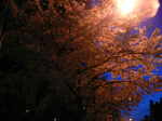 夜桜2