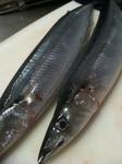 生秋刀魚
